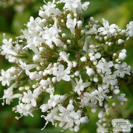 Common Valerian (Valeriana Officinalis)